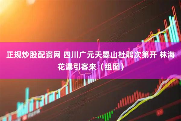 正规炒股配资网 四川广元天曌山杜鹃次第开 林海花瀑引客来（组图）